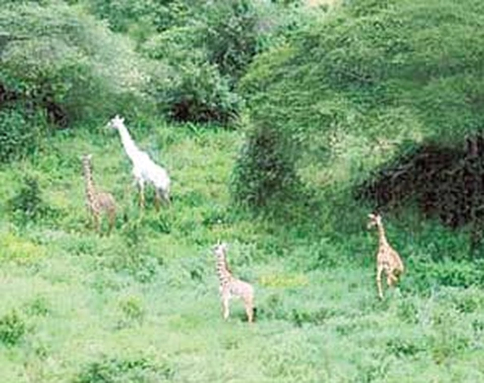 По Африке бродит белый жираф - KP.RU