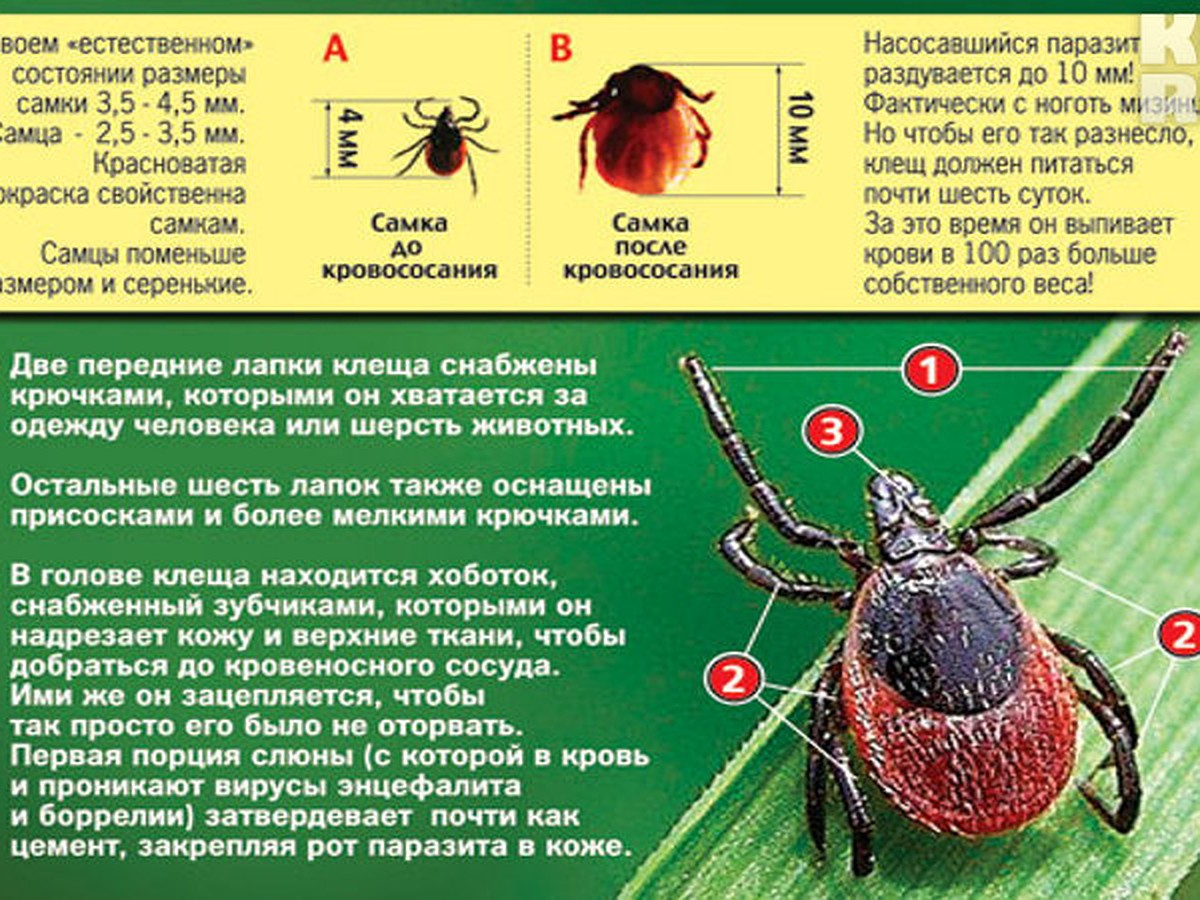 Клещей в Тверской области стало меньше, но они по-прежнему опасны - KP.RU