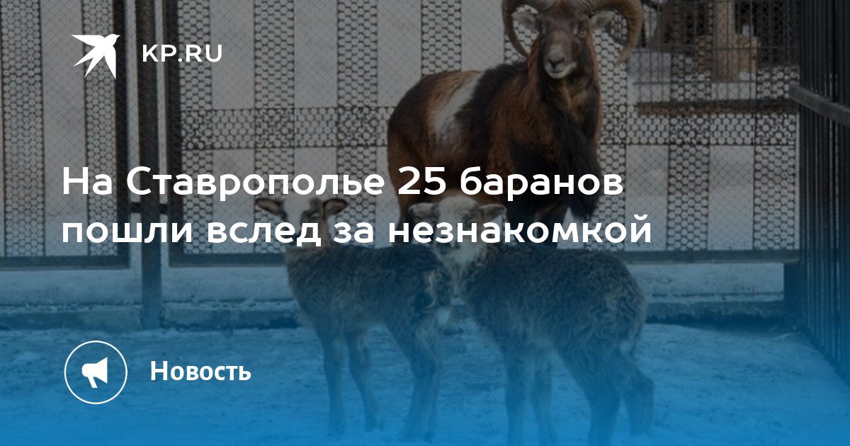 На Ставрополье 25 баранов пошли вслед за незнакомкой KP.Ru