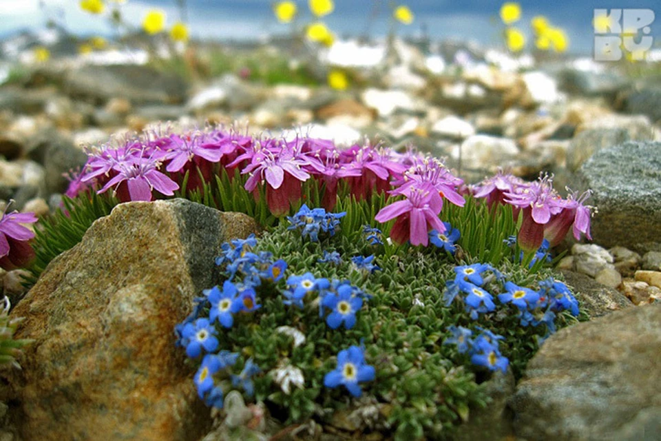 Растения, подходящие для альпийской горки (фото и названия)