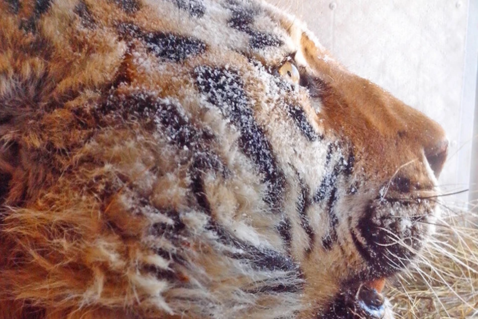 Какая кожа у тигра под шерстью фото