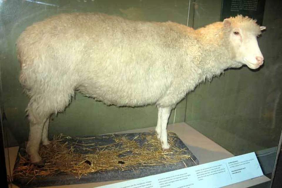 Чучело легендарной овечки Долли выставлено в Королевском музее Шотландии