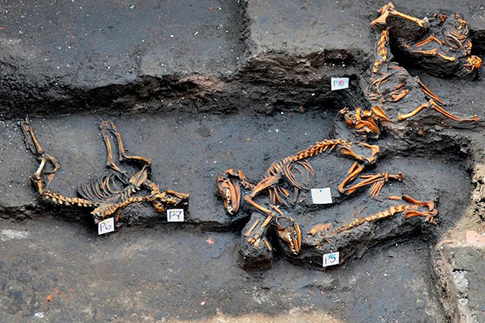 Археологи нашли в Мексике загадочное "кладбище домашних животных"