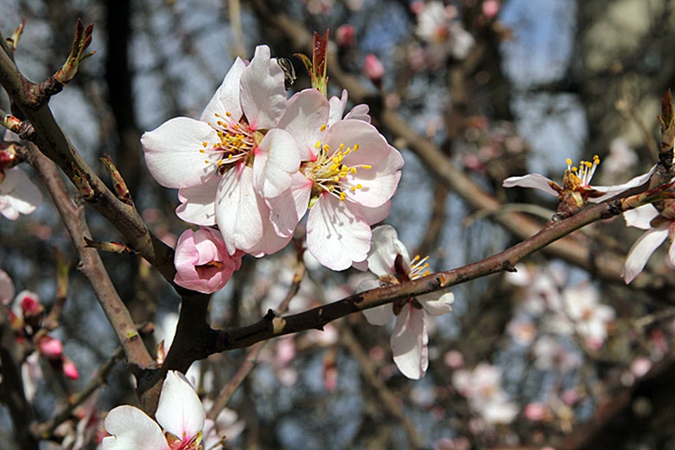 Для японских метеорологов точно предсказать даты цветения сакуры - чуть ли не важнее, чем предупредить народ о снегопадах или жаре