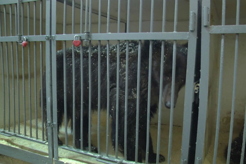 Медведи больше месяца находятся в тесных клетках