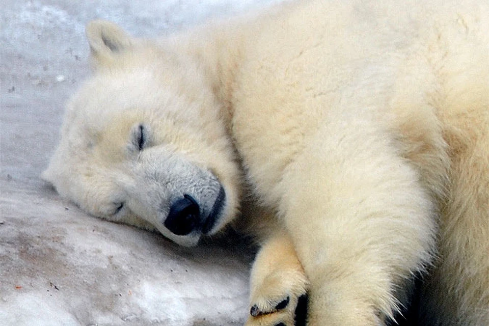 Участники экспедиции Всемирного фонда дикой природы (WWF) и Совета по морским млекопитающим обнаружили останки двух недавно убитых белых медведей.