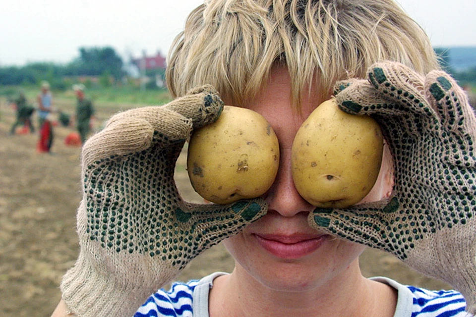 5 причин, почему мельчает картофель - KP.RU
