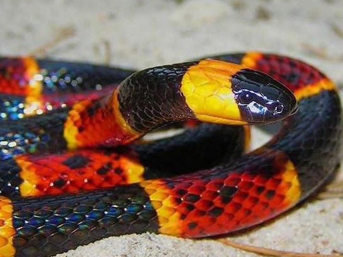 Аспид кобровый. Ядовитейший аспид 5 букв. Коралловый аспид змея. Малайский крайт (bungarus candidus). Коралловый аспид мимикрия.