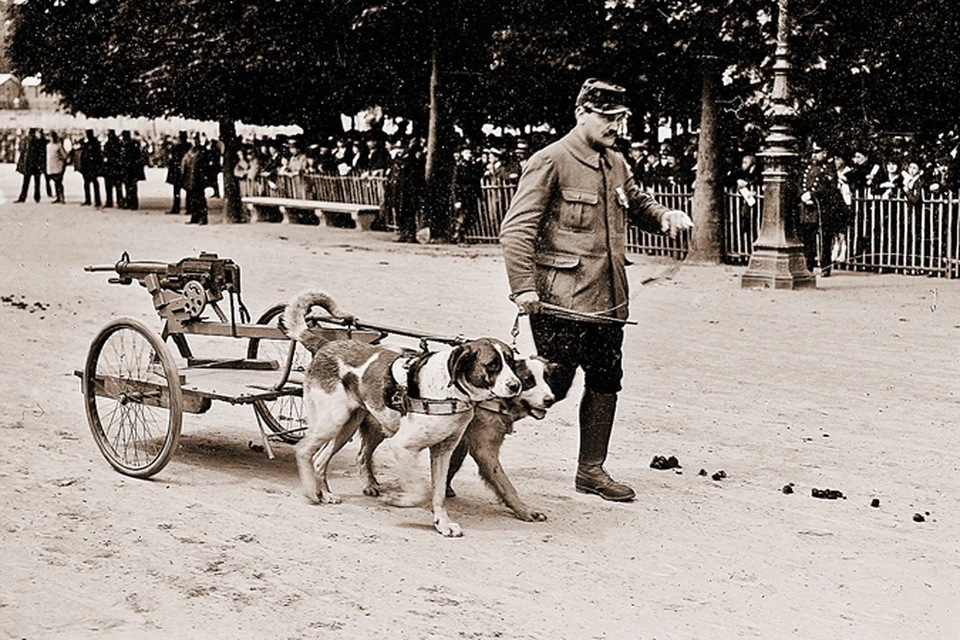 Для перевозки пулеметов нередко использовали собак. На снимке - тренировка четвероногих. Париж, 1916 год.