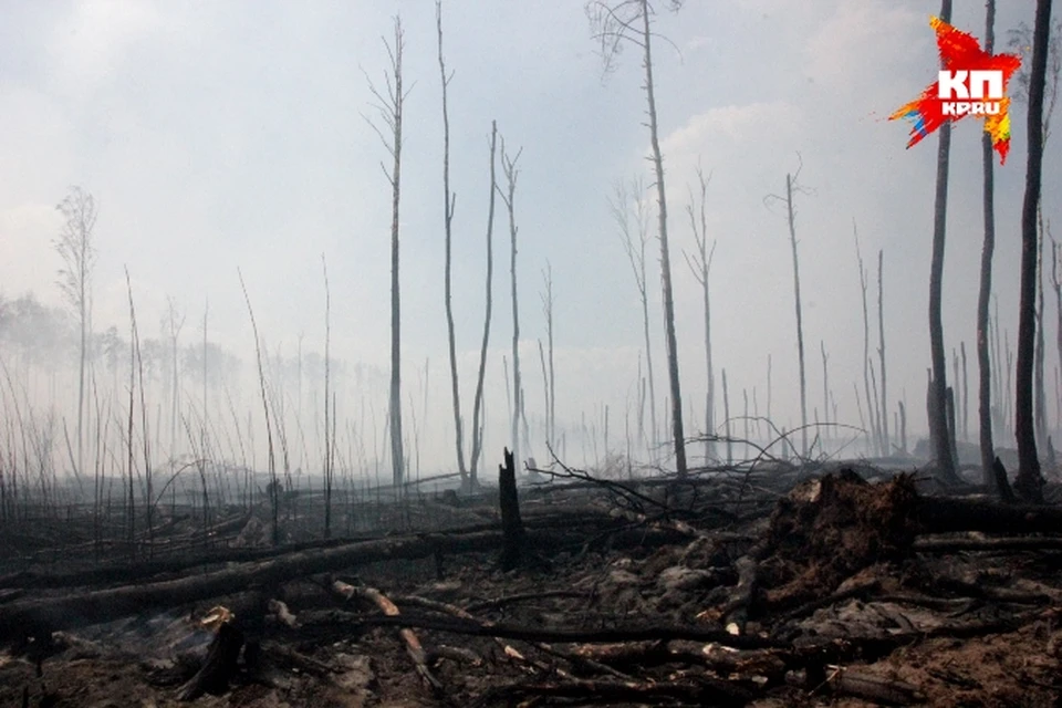 Борьба с лесными пожарами в Конаковском районе длится уже восьмой день