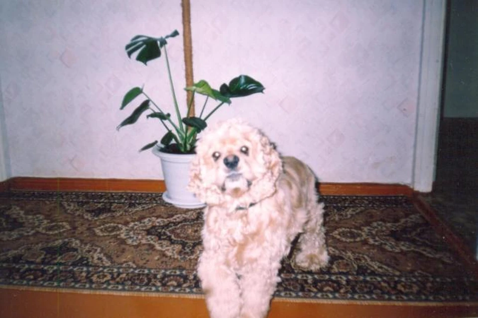 Хатико по-удмуртски: пес три дня согревал хозяйку, которая мучилась от инсульта  Фото: личный архив хозяев