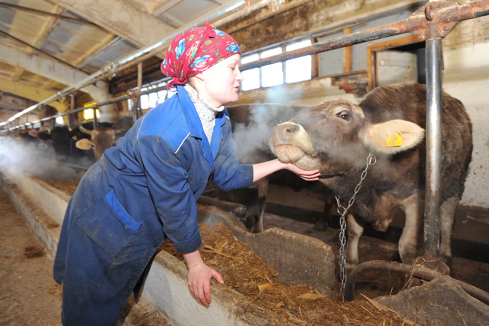 В Ростовской области корова была заражена сибирской язвой