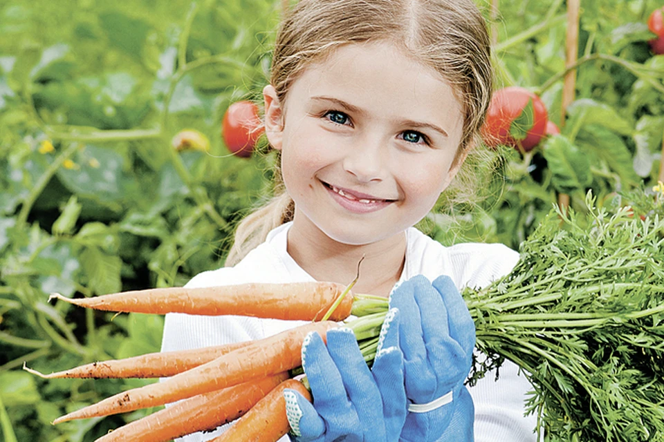 В Московской области морковь надо копать в конце сентября, а еще лучше в начале октября. 
Фото: PhotoXPress.ru