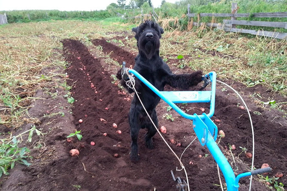 В Омской области пес помогает своему хозяину выкапывать картофель Фото: Пользователь соцсети «ВКонтакте» Александр Матыцин