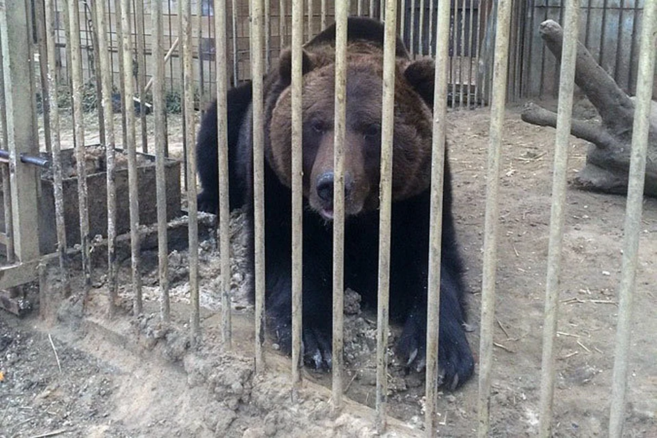 Оказалось, что на дворе завода в городке Ясиноватая в большой клетке уже несколько лет жил медведь, которого нарекли Степаном