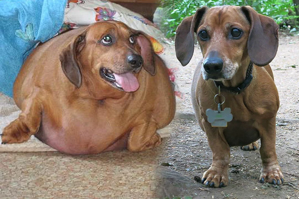 Такса по кличке Оби когда-то прославилась как самая толстая собака в мире, но затем избавилась от лишних кг!