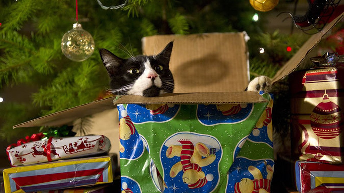 Кошка и Новогодняя ночь: как питомец может помочь хозяевам