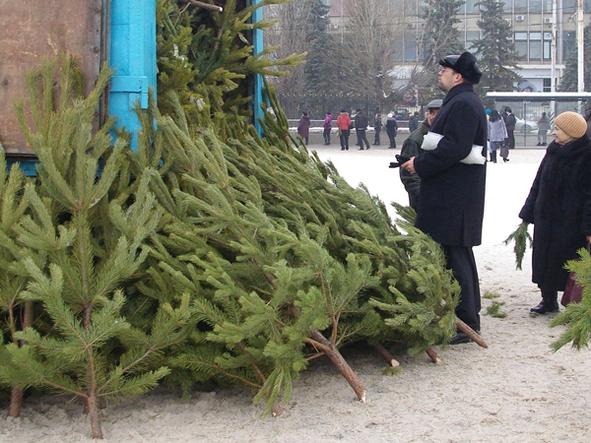 В Брянске заработали елочные базары - KP.RU