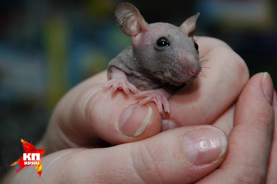 Сибирские ученые спасают мышей от депрессии.
