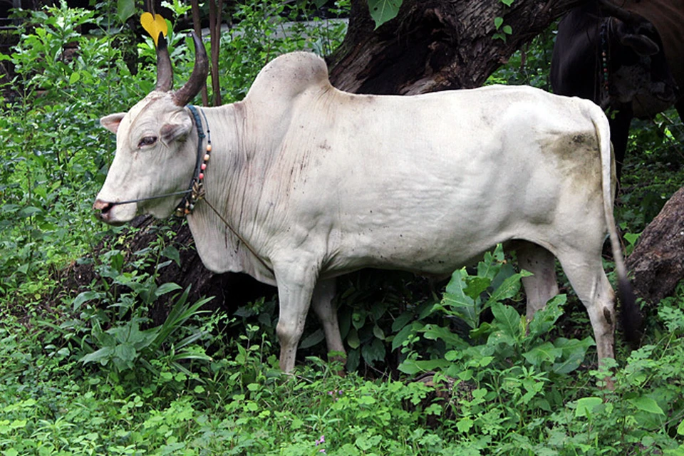 Индуисты пытаются законодательно запретить есть говядину уже два десятилетия