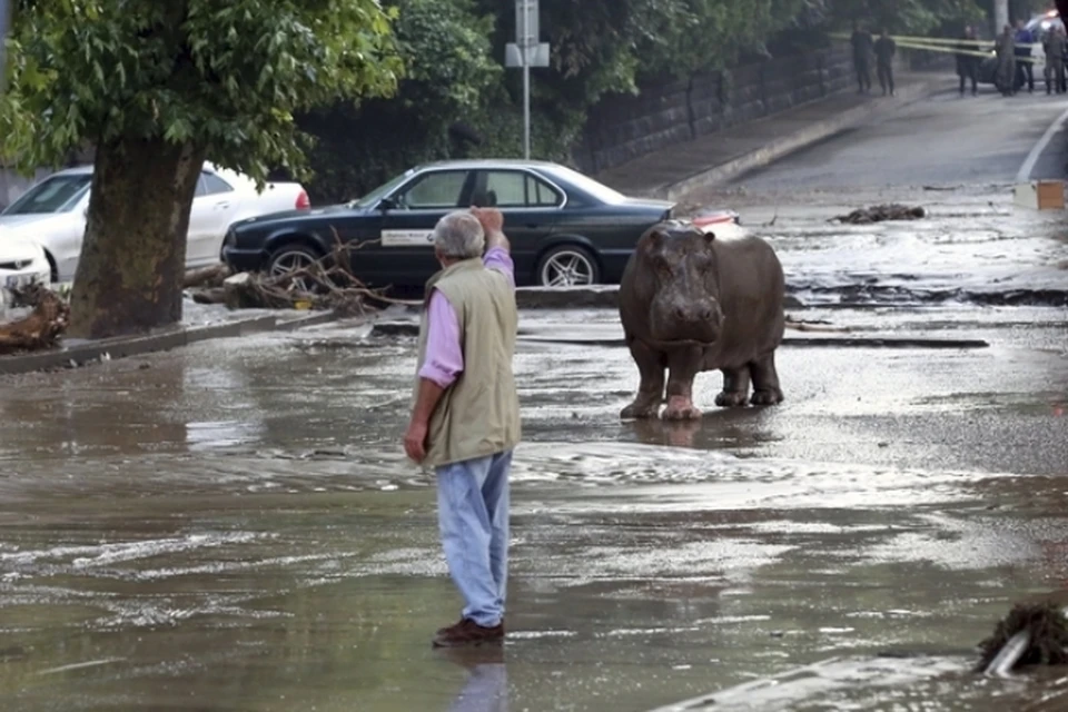 Зоопарку Тбилиси удалось спасти от наводнения лишь часть животных