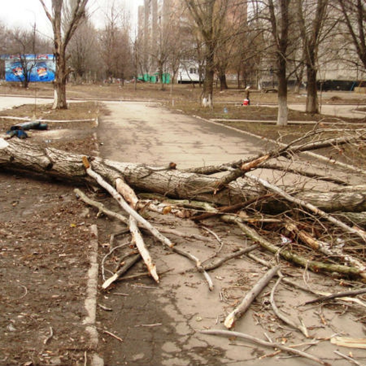 Куда обратиться жителям Ижевска, чтобы вырубить засохшие деревья - KP.RU