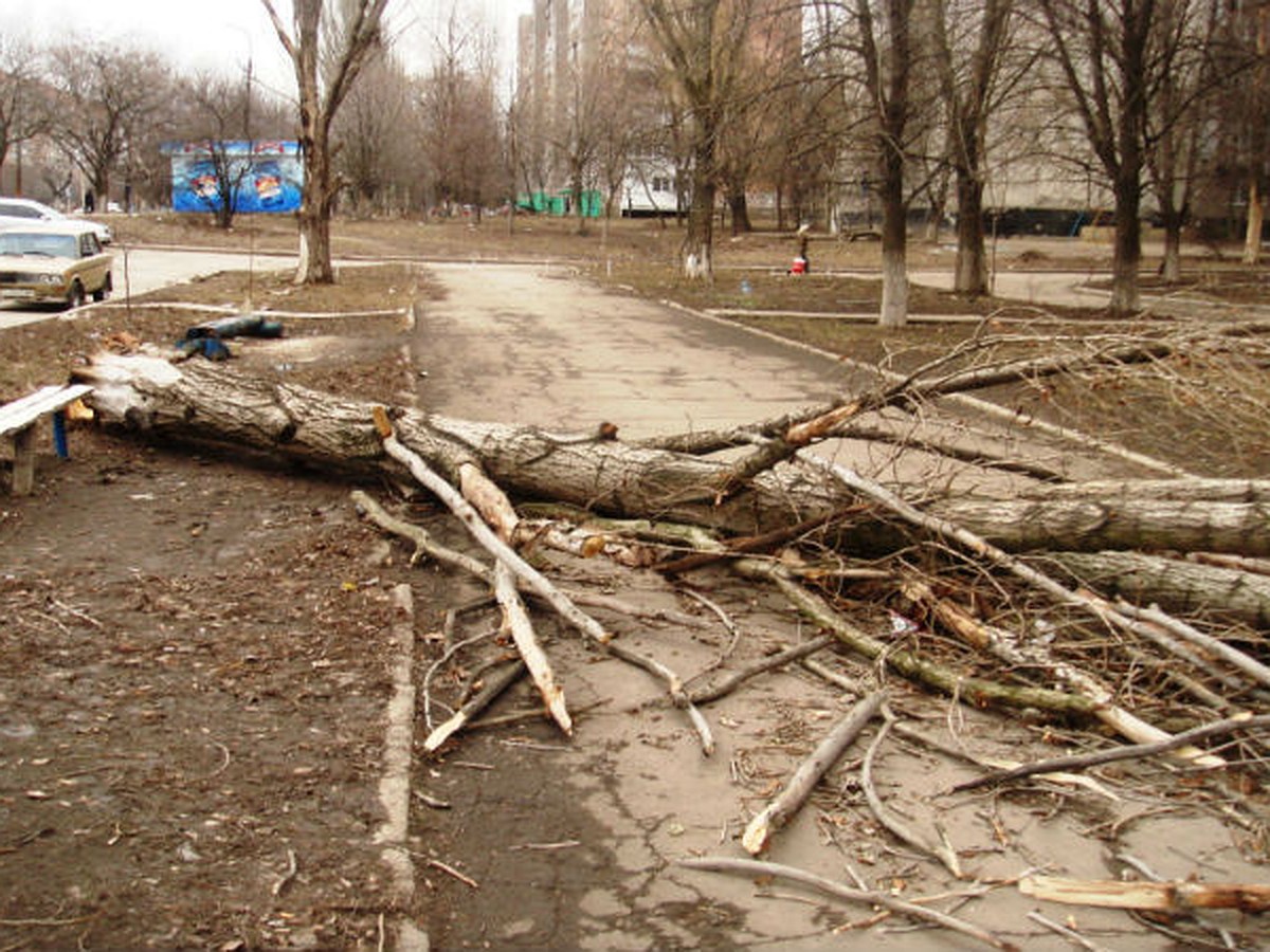 Куда обратиться жителям Ижевска, чтобы вырубить засохшие деревья - KP.RU