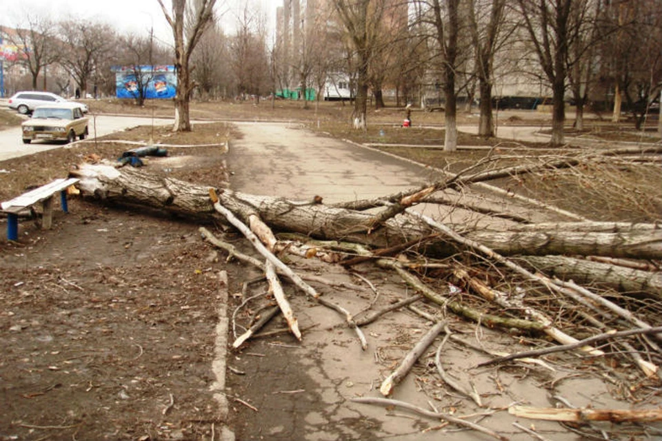 Поваленные деревья в городе. Упавшее дерево в городе. Засохшие деревья в городе.