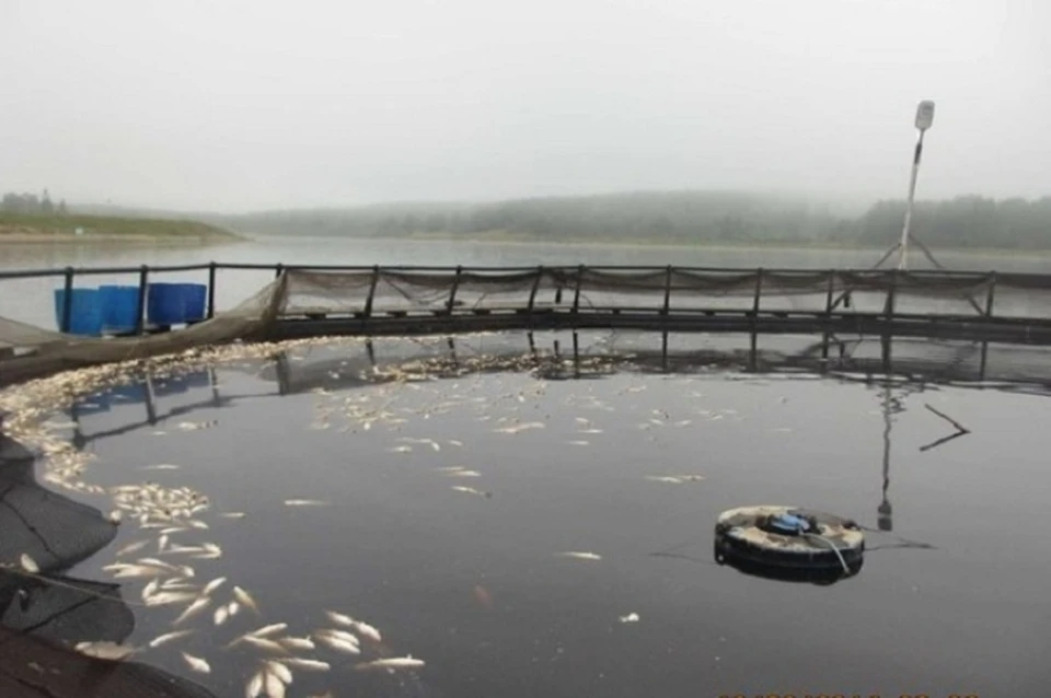 В 2014-м году в садковом хозяйстве «Кажим» погибло 50 тонн форели. Фото газеты "Новая жизнь"