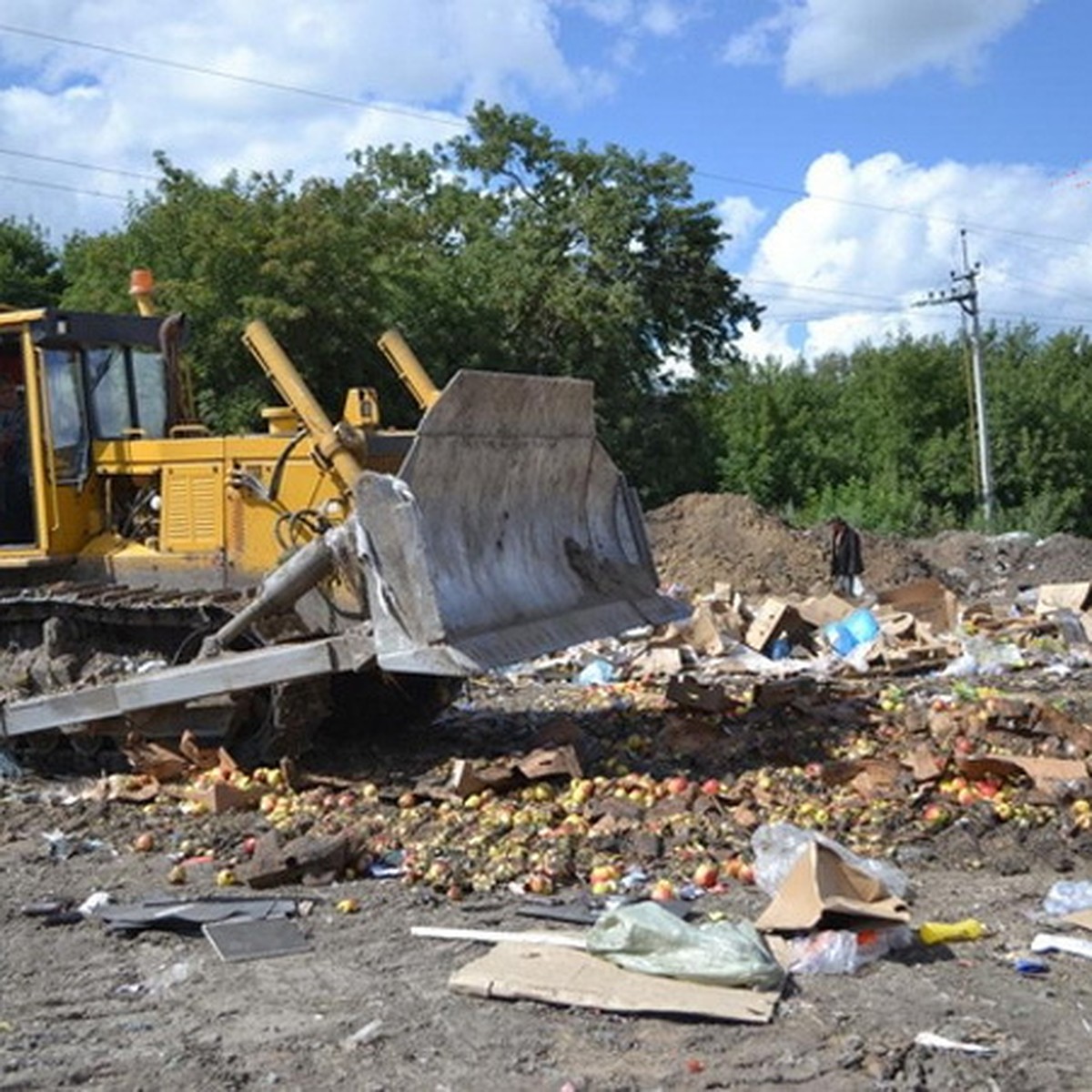 В Новосибирске 650 кило санкционных яблок уничтожили на полигоне бульдозером  - KP.RU