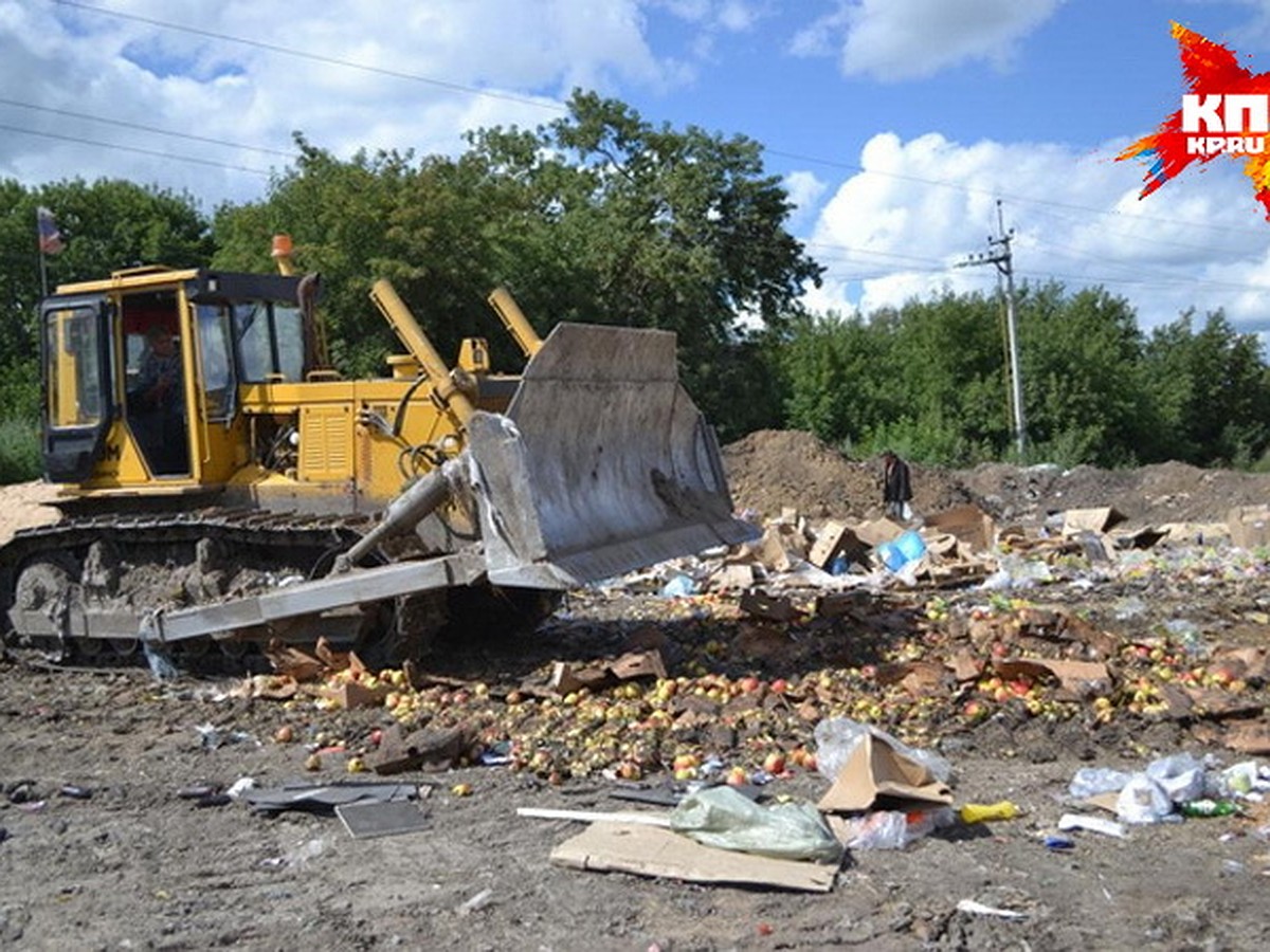 В Новосибирске 650 кило санкционных яблок уничтожили на полигоне бульдозером  - KP.RU