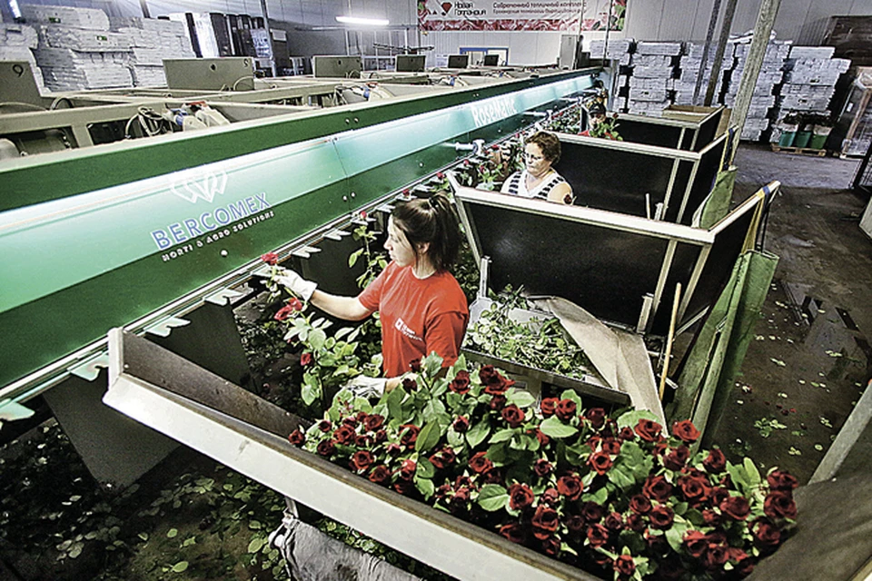 В хозяйстве под Санкт-Петербургом все по последнему слову техники. Работницы вставляют цветы в ячейки конвейера, а умная машина сама сортирует их по длине стебля и размеру бутона.