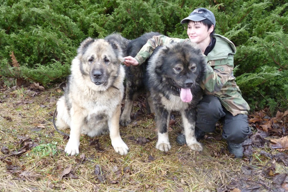 Светлана Андреева вместе с другими кинологами и волонтерами пристраивает оставшихся собак. На фото - собака Даша и Жура (темный окрас)