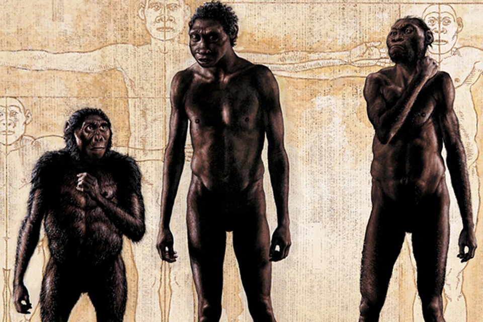 По росту наш новый предок уступал Homo erectus (слева от него), но намного превосходил &quot;хоббита&quot;, останки которого были обнаружены на одном из островов в Индонезии. А мозги имел примерно такого же размера, что и у &quot;хоббитов&quot;.