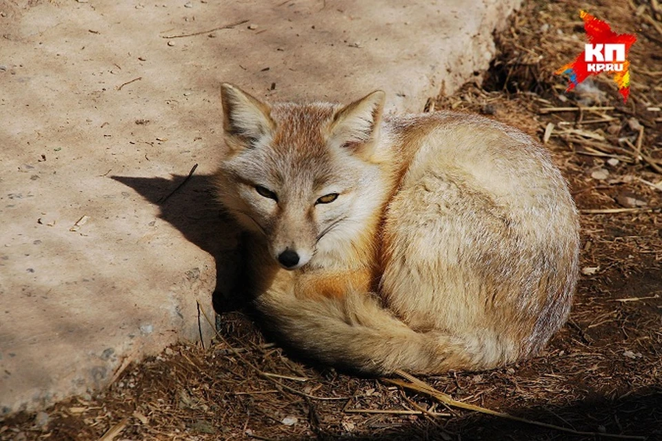 Почему в Удмуртии взбесились лисы