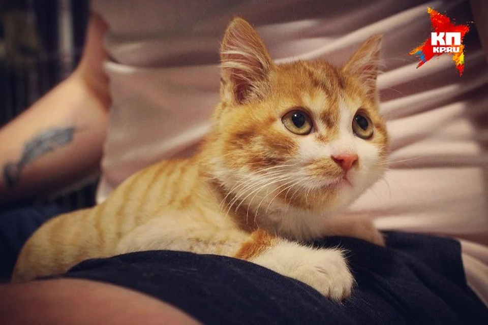 Московский блогер спас искалеченного котенка из Улан-Удэ