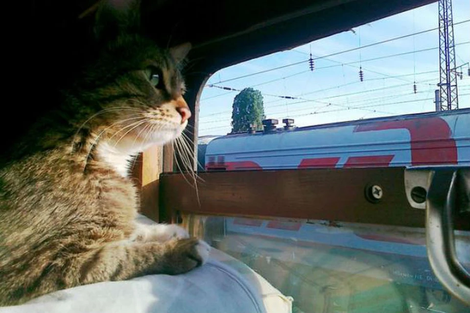 В плацкартных вагонах разрешили перевозить кошек и собак. Фото: ГЖД