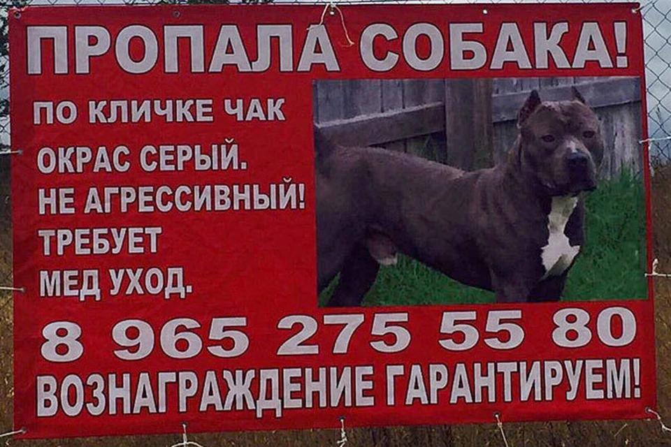 Чтобы найти Чака, перепробовали все средства.