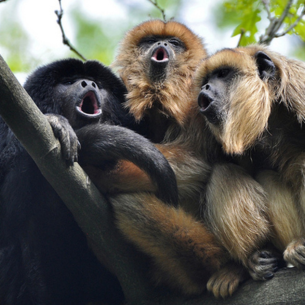    - Uluwatu  Monkey Forest Ubud