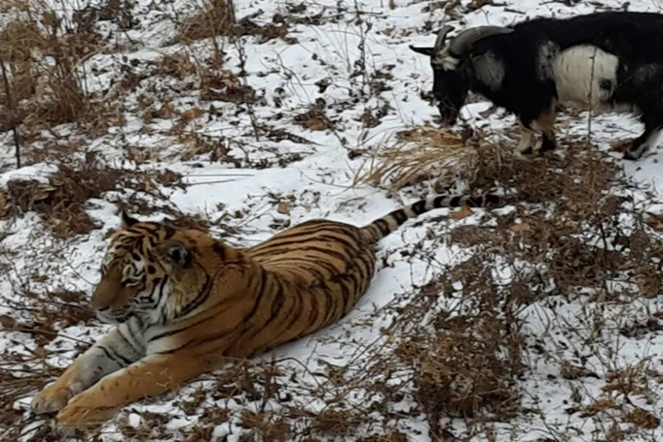Тигр и козел все время проводят вместе. Фото: Приморский сафари-парк