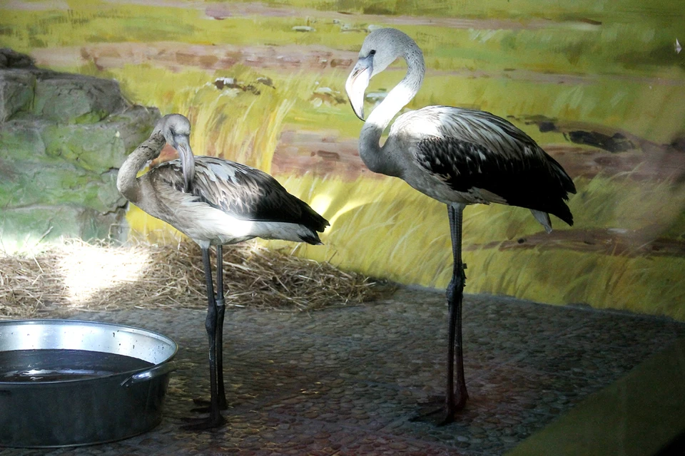 В зоопарке «Лимпопо» появились новые жильцы – пара фламинго.
