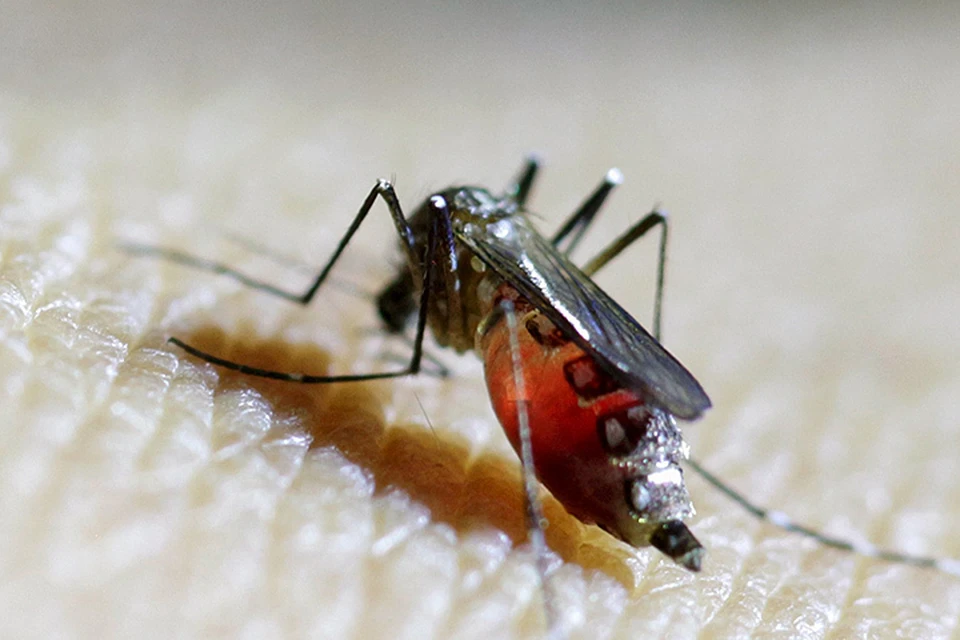В 2007 году начались первый массовые заражения людей - вирус им передавали тропические комары, перед этим покусавшие обезьян