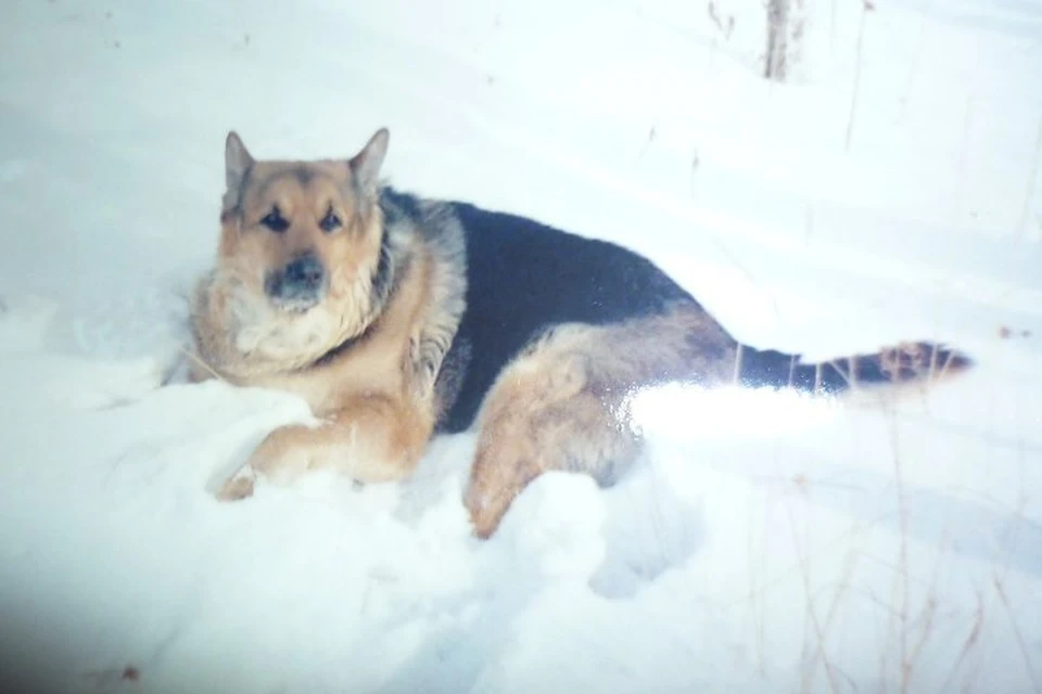 За собаку, которую потерял пенсионер в Братске, объявлено крупное вознаграждение