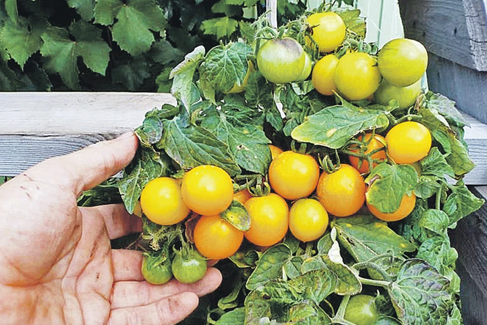 Урожай домашних помидоров можно собирать уже в апреле - мае. Фото: pomidom.ru