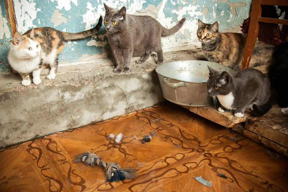 Кошкам «водные процедуры» не нравятся…
Фото: Оксана МАСЛОВА