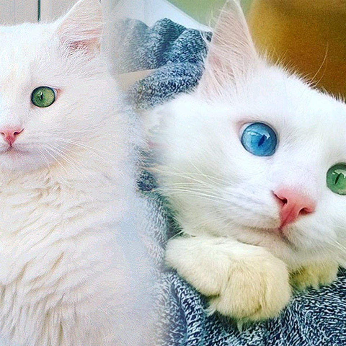 Кошка С Разноцветными Глазами