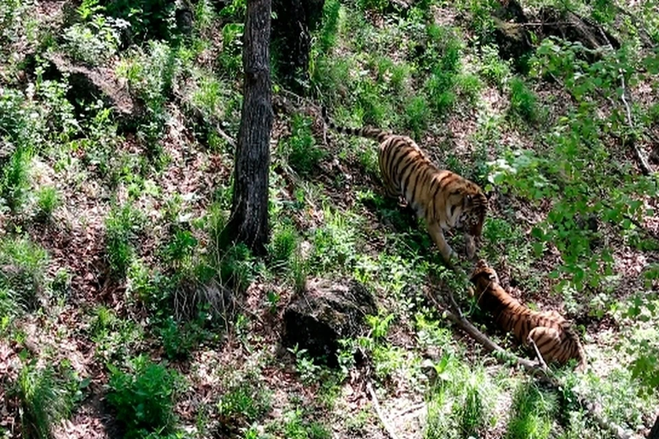 Потомство важно для сохранения популяции амурского тигра, занесенного в Красную Книгу. Фото: Дмитрий МЕЗЕНЦЕВ