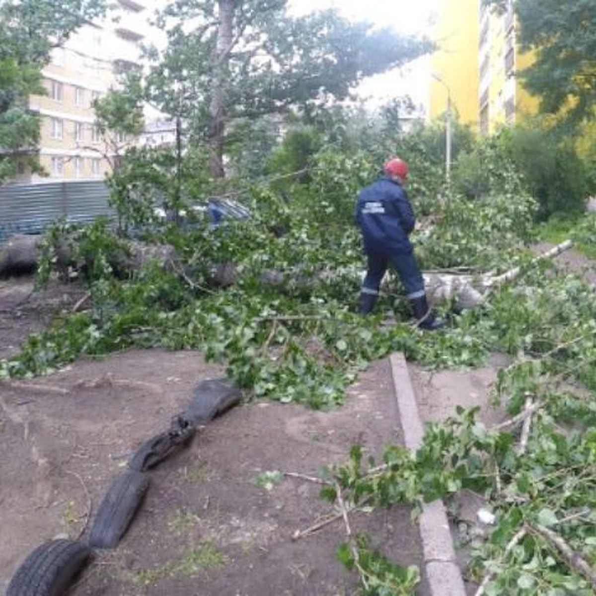 Не стучи по дереву: в Ярославле гнилые тополя падают прямо на дома и машины  - KP.RU