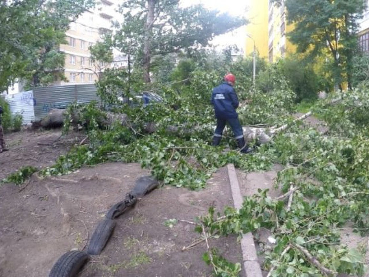 Не стучи по дереву: в Ярославле гнилые тополя падают прямо на дома и машины  - KP.RU