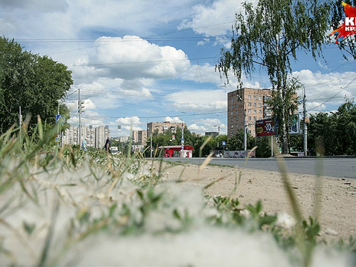 Утро в Ижевске: город во власти тополиного пуха, пикет против крематория и  условная дисквалификация сборной России по футболу - KP.RU